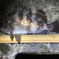 今宵もプラグ縛り