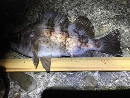 今宵もプラグ縛り