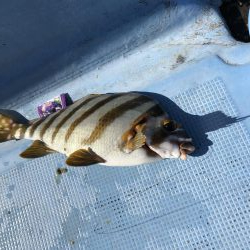 マダイ苦戦模様