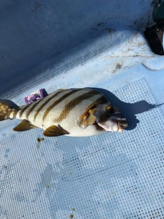 マダイ苦戦模様