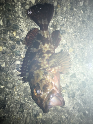 色んなパターンでメバリング