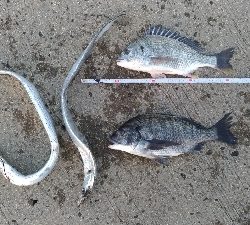 2/16釣果 フカセ釣りでタチウオが!!