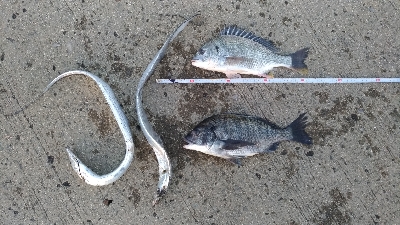 2/16釣果 フカセ釣りでタチウオが!!