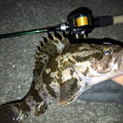 湾奥メバリング