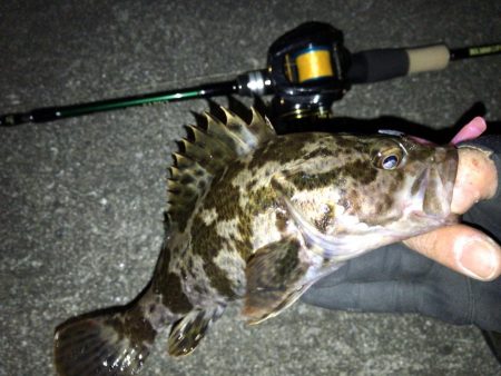 湾奥メバリング