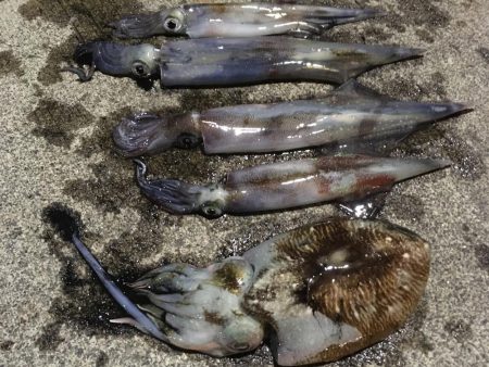 人生初のヤリイカ釣行