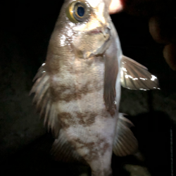 まずまずメバリング