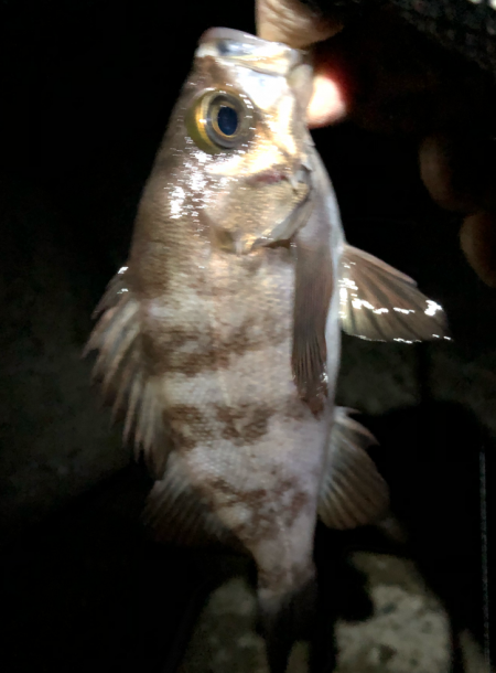 まずまずメバリング