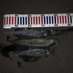 イカが食べたくて…