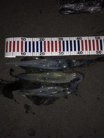 イカが食べたくて…