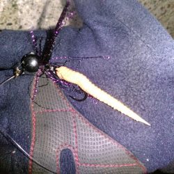 初フィッシュ！