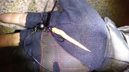 初フィッシュ！