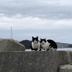 イナの大群襲来