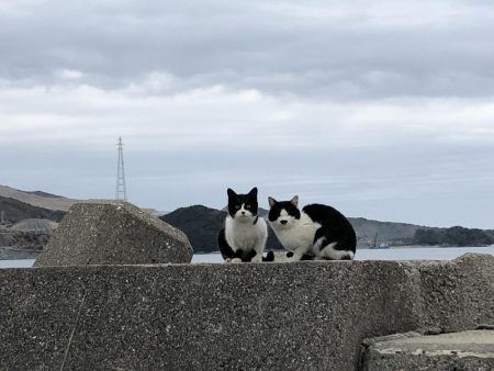イナの大群襲来