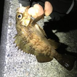 珍しい魚も釣れました！