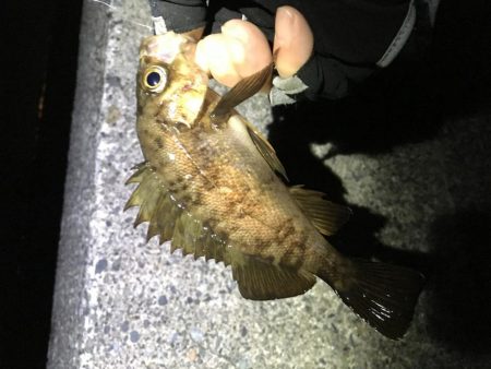 珍しい魚も釣れました！