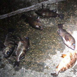 ぼちぼちメバリング