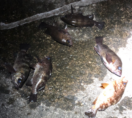 ぼちぼちメバリング