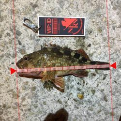 今日も渋いかな。