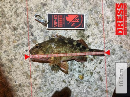 今日も渋いかな。