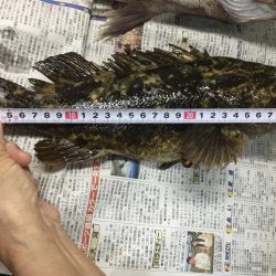 セイゴと尺タケノコメバル