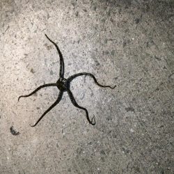 堤防での五目釣り挑戦