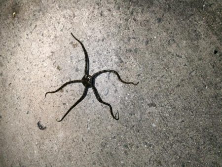 堤防での五目釣り挑戦