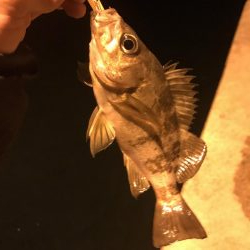 ナイトフィーバー