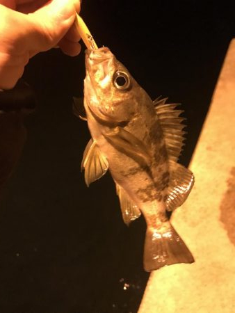 ナイトフィーバー