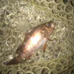 ガシラ・メバル