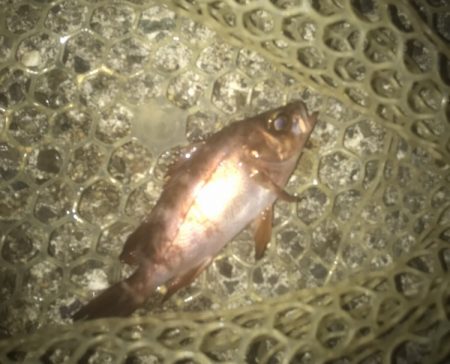 ガシラ・メバル