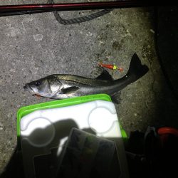 延べ竿でシーバス