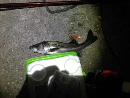 延べ竿でシーバス