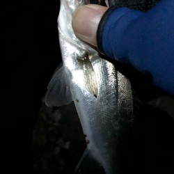 寒空風裏メバリング