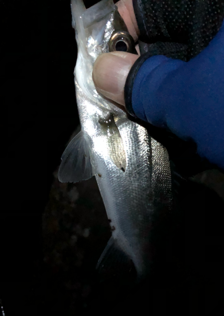 寒空風裏メバリング