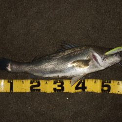 真冬から春のパターンへ