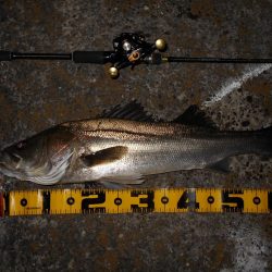 モルビドでボッコボコ♪。