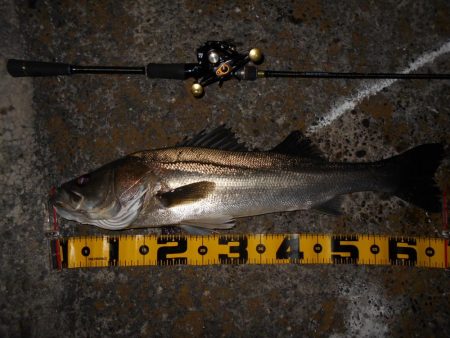 モルビドでボッコボコ♪。