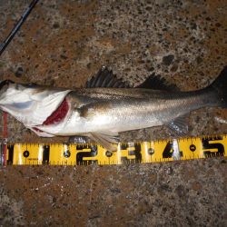 モルビドで一斉検挙するぜぇ～！？