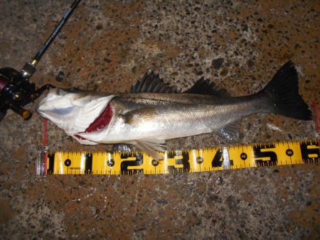 モルビドで一斉検挙するぜぇ～！？