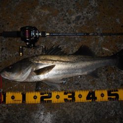 まだまだ釣れ続ける