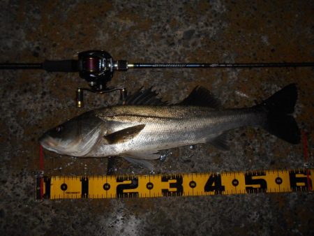 まだまだ釣れ続ける