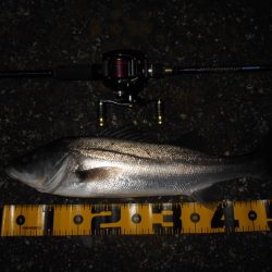 常夜灯+モルビド=釣れる?