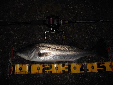 常夜灯＋モルビド＝釣れる？