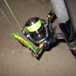 理想のタイミングでランカーゲット♪