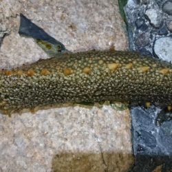 二見でメバリング