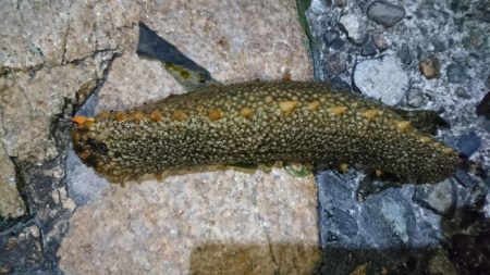 二見でメバリング