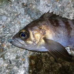 今夜もメバリング