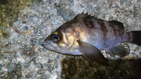 今夜もメバリング