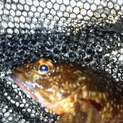 風裏ポイントでメバリング